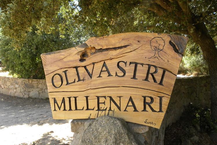 Olivastri Millenari Luras